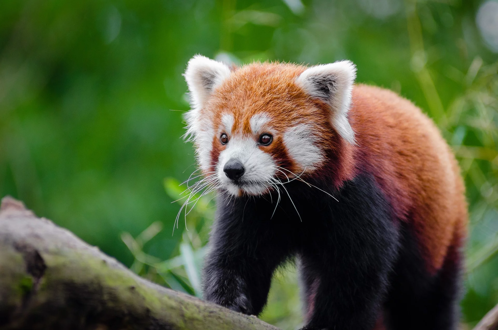 Conheça o Panda-Vermelho: Espécie marcou presença em produções da Disney - Pixabay