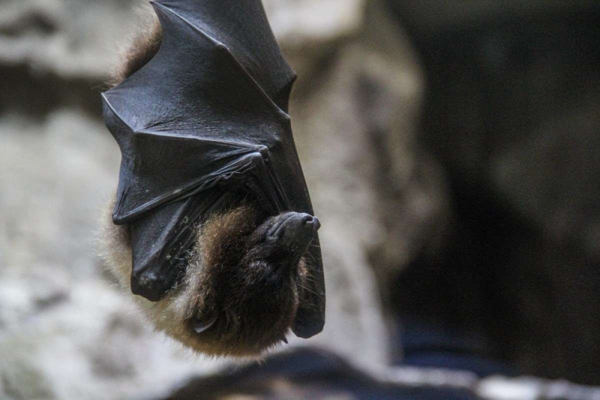 Montes Claros vacina cães contra a raiva após encontrar morcego contaminado