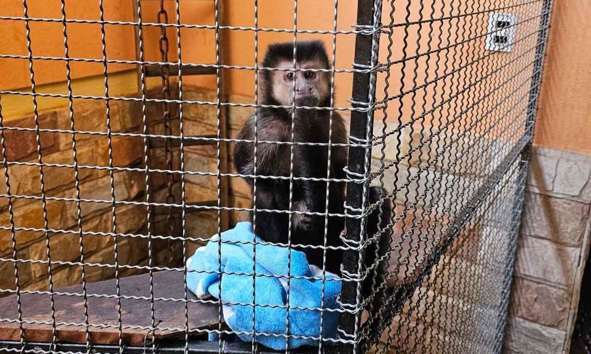 Macaco foi flagrado sob condições de maus-tratos -  (crédito: PCMG/Divulgação)
