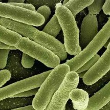 Bactéria associada a câncer de cólon mais agressivo   - Pixabay