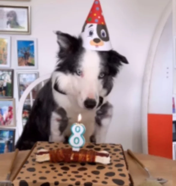 Cachorro Messi faz aniversário em grande estilo
