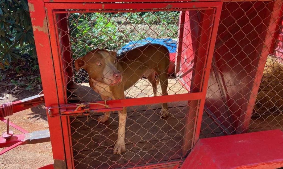 Idoso teve ferimentos nas mãos, braços e perna esquerda devido ao ataque do animal -  (crédito: CBMMG)