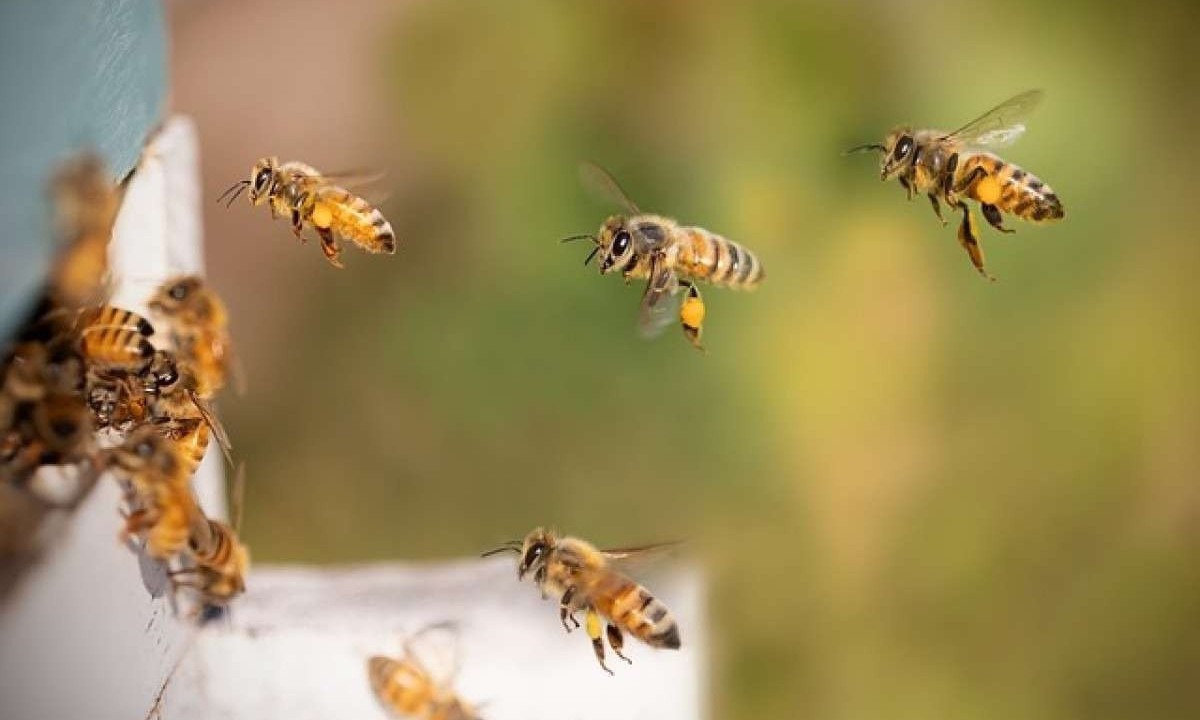 enxame de abelhas -  (crédito: pixabay)