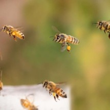 Ataque de abelhas impede moradores de saírem de casa - pixabay