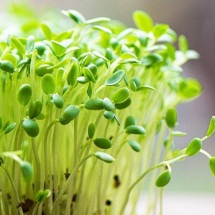 Microverdes: as 'plantas jovens' altamente nutritivas podem ser o futuro da alimentação, diz estudo - Freepik