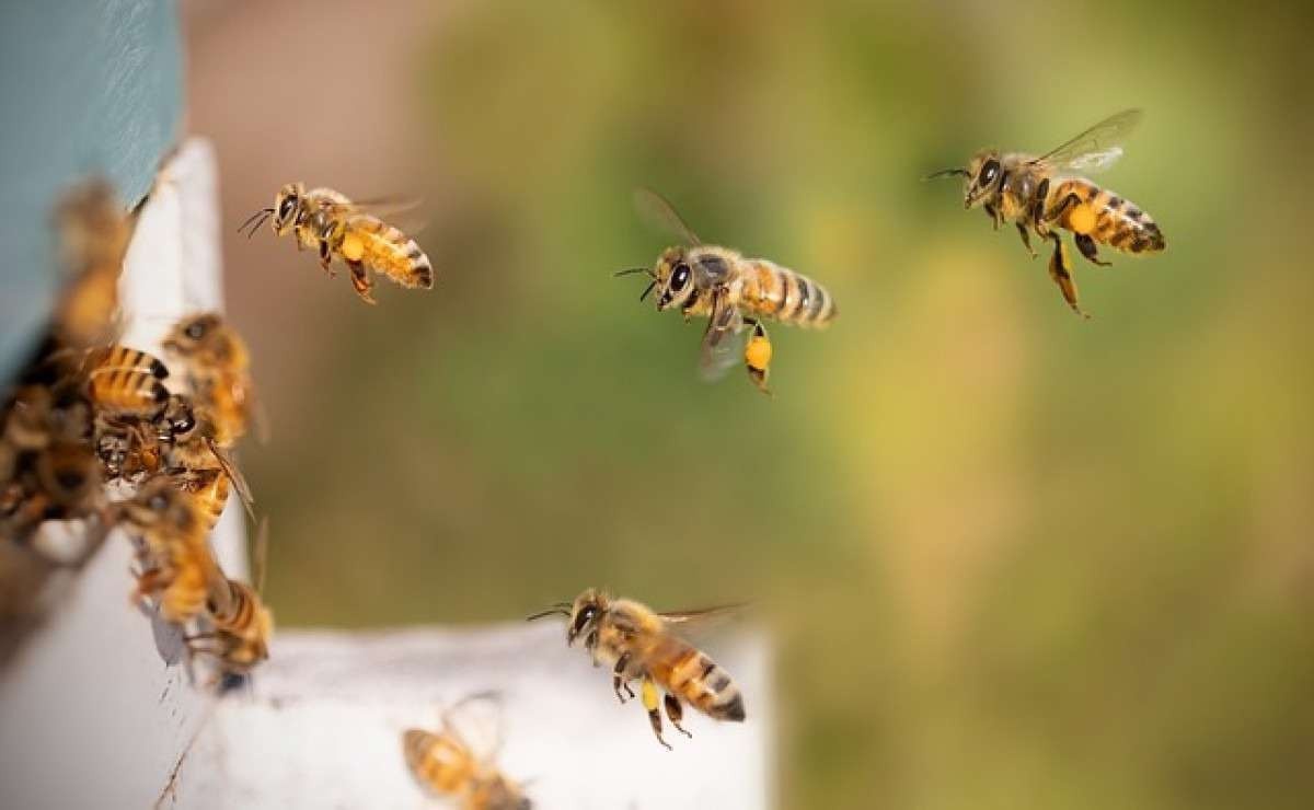 Ataque de abelhas impede moradores de saírem de casa