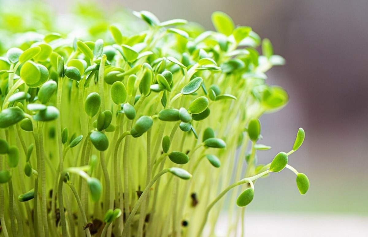 Microverdes: as 'plantas jovens' altamente nutritivas podem ser o futuro da alimentação, diz estudo