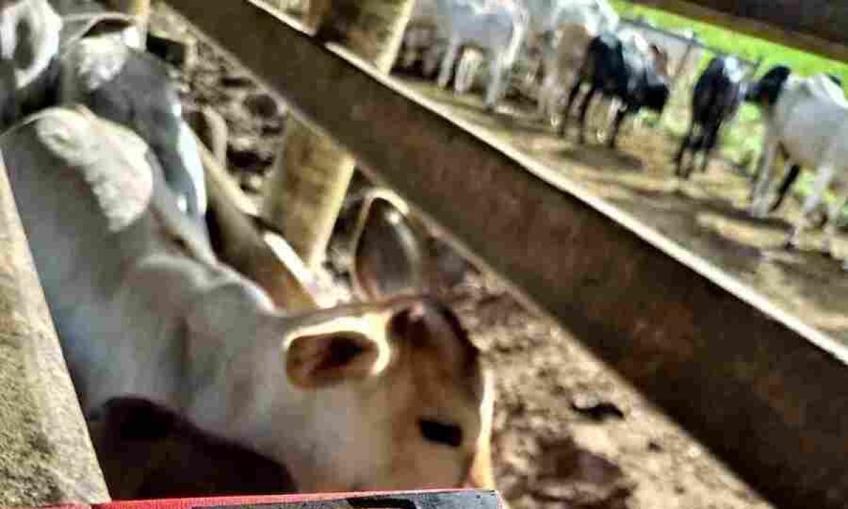 FAZENDAS DE GADO EM PALMÓPOLIS, NO VALE DO JEQUITINHONHA, PAGAM DIÁRIAS A JOVENS TRABALHADORES RURAIS PARA LIDAR COM OS ANIMAIS -  (crédito: Acervo pessoal)