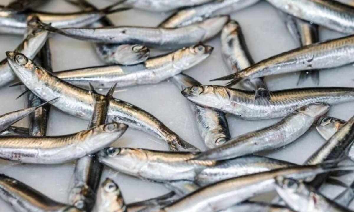 Pescados como a sardinha estão entre os recomendados pelos pesquisadores: com o preço acessível e ainda protegem o coração   -  (crédito: Freepik)