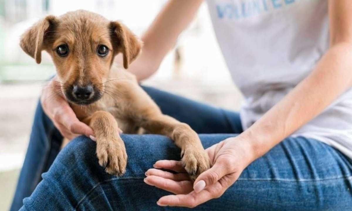 Hospitais de BH poderão autorizar visita de animais a pacientes internados -  (crédito: Freepik)