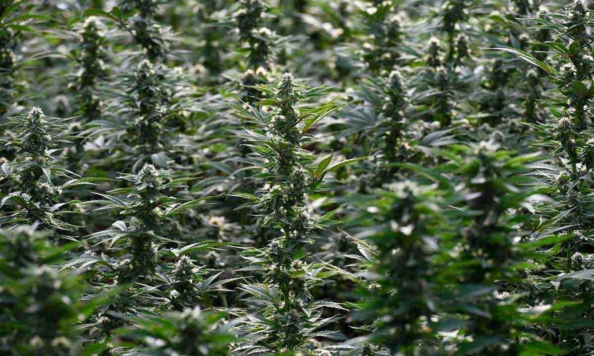 A inflorescência (flor) de cannabis está na lista de plantas medicinais propostas pela Agência Nacional de Vigilância Sanitária -  (crédito: Robyn Beck / AFP)