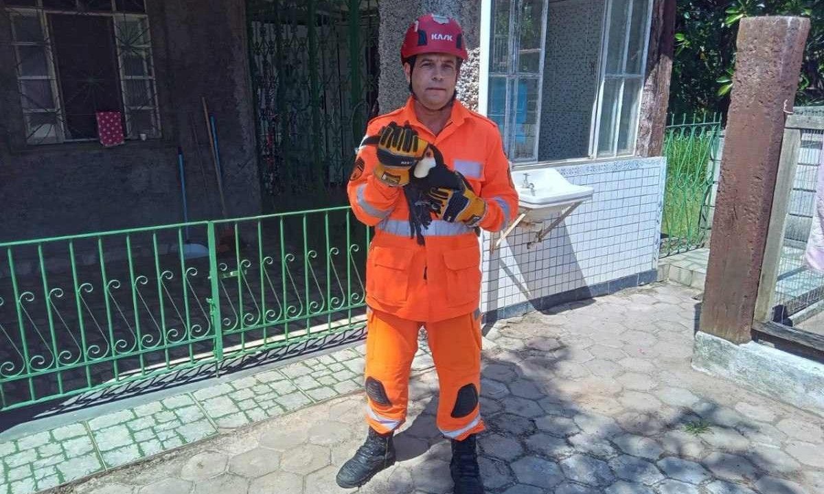 Bombeiros salvam tucano preso à linha de pipa em Minas Gerais -  (crédito: Corpo de Bombeiros/ Divulgação)