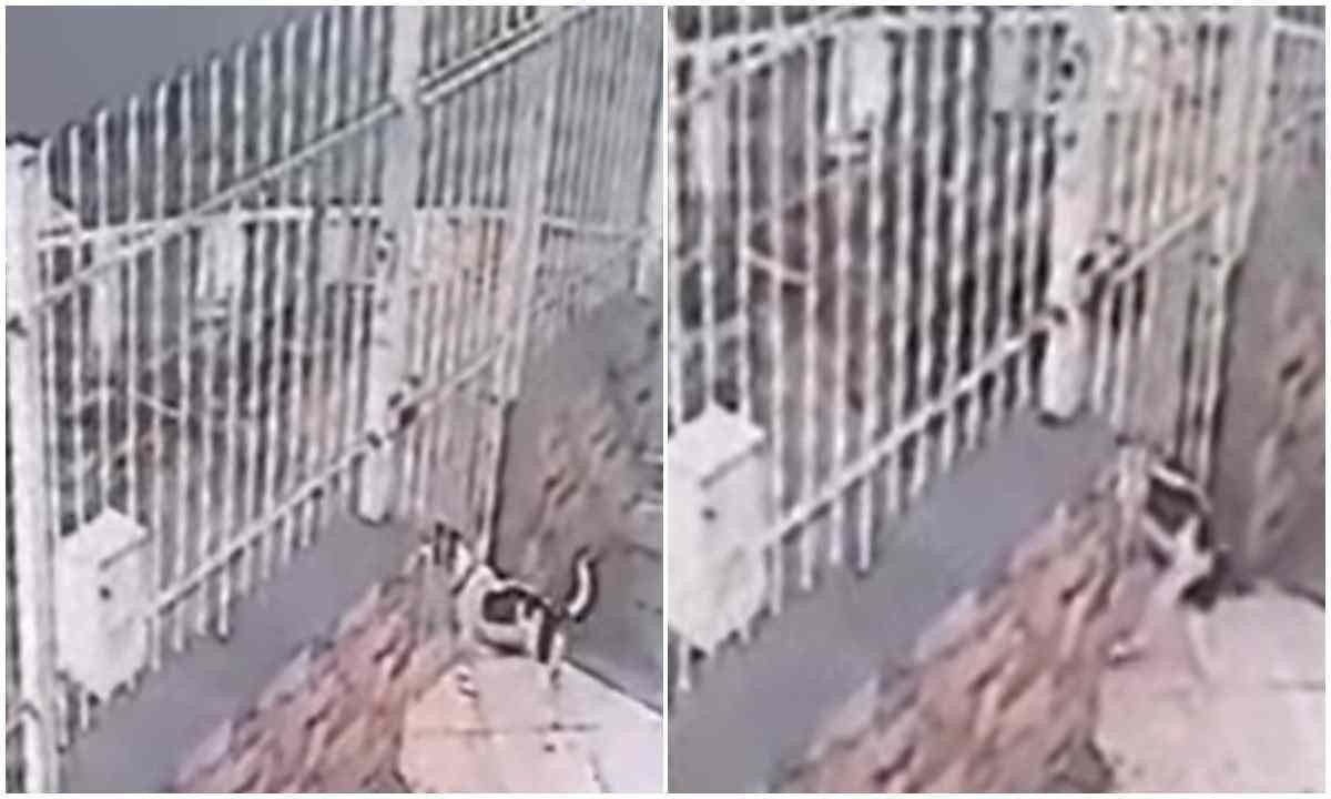 Cadela estava no quintal de casa quando foi atacada por pitbull que passava pela rua, em Juiz de Fora -  (crédito: Redes Sociais / Reprodução)