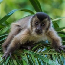 O que cérebro de macacos-prego revela sobre o Alzheimer - Getty Images