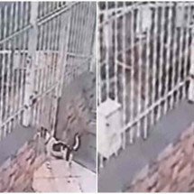 MG: pitbull ataca cadela que estava dentro de casa em Juiz de Fora - Redes Sociais / Reprodução