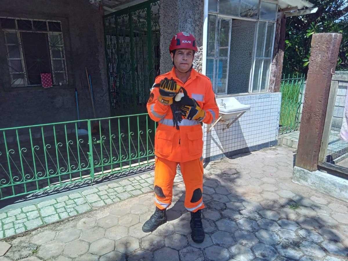 Bombeiros salvam tucano preso à linha de pipa em Minas Gerais