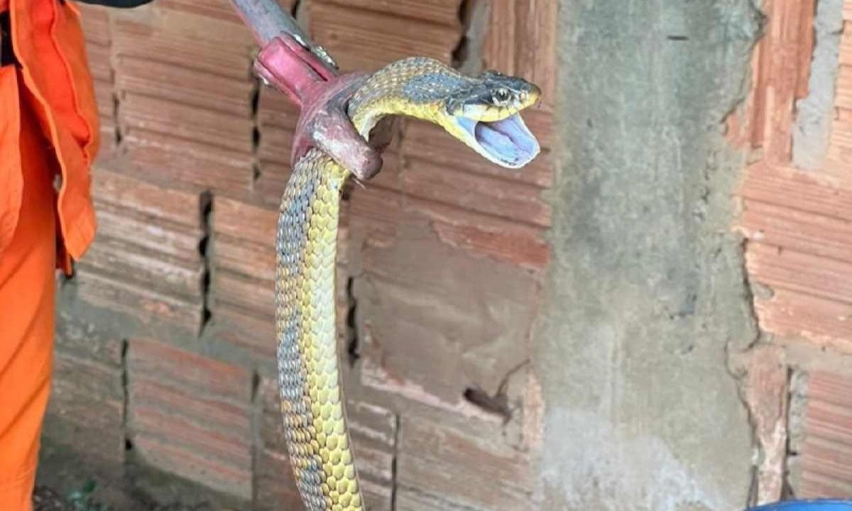 Serpente capturada pelos bombeiros  -  (crédito: CBMMG/Reprodução)