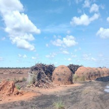 Desmatamento ilegal gera R$ 15 milhões em autuações no Norte de Minas - MPMG