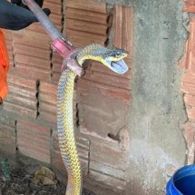 Cobra é capturada durante limpeza de jardim de casa em Minas - CBMMG/Reprodução