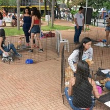Grande BH: feira de adoção de pets acontece neste sábado (13/4) - Fábio Silva/Divulgação
