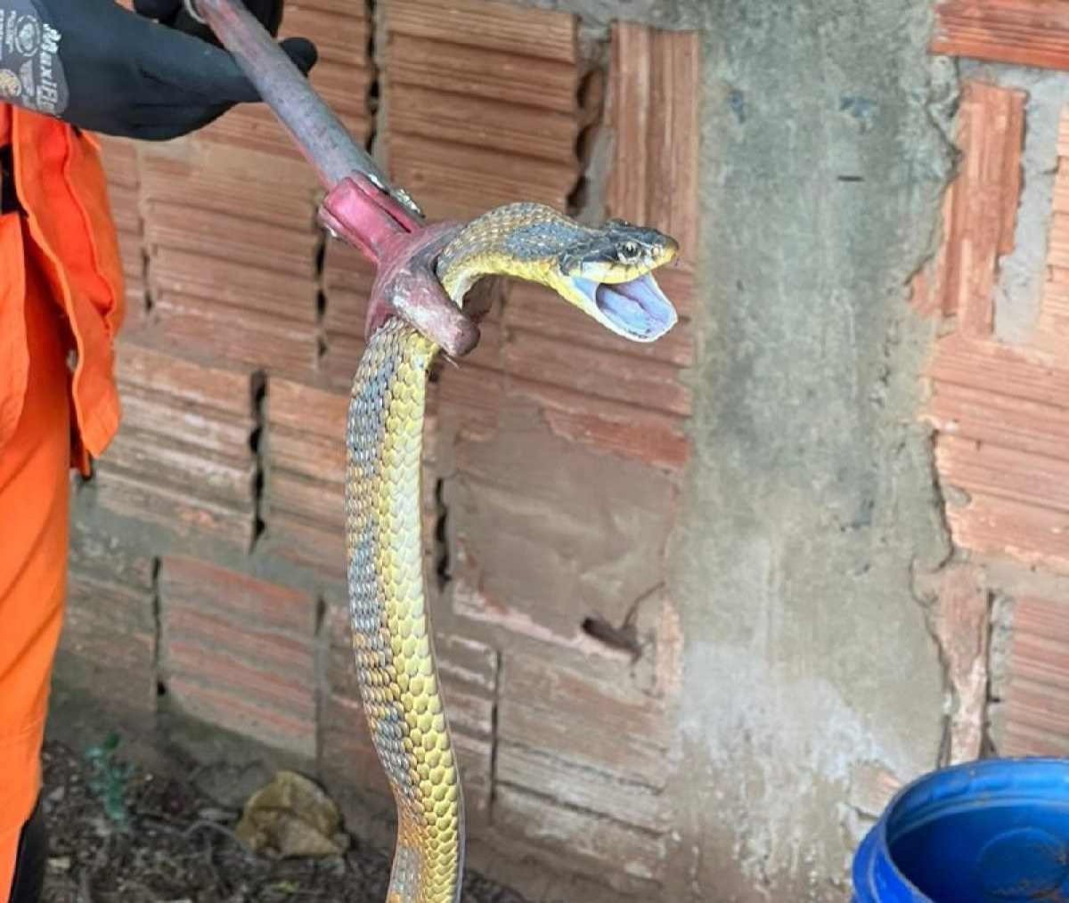 Cobra é capturada durante limpeza de jardim de casa em Minas