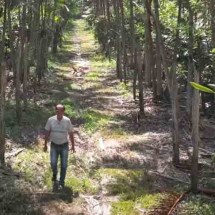 Com ‘florestas de comida’, comunidade japonesa recupera áreas desmatadas na Amazônia -  Reprodução de vídeo BBC