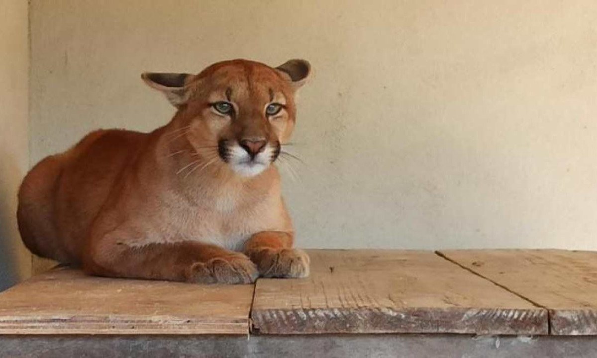 Felino foi operado no hospital veterinário da Universidade de Uberaba -  (crédito: Suziane Brugnara/PBH)