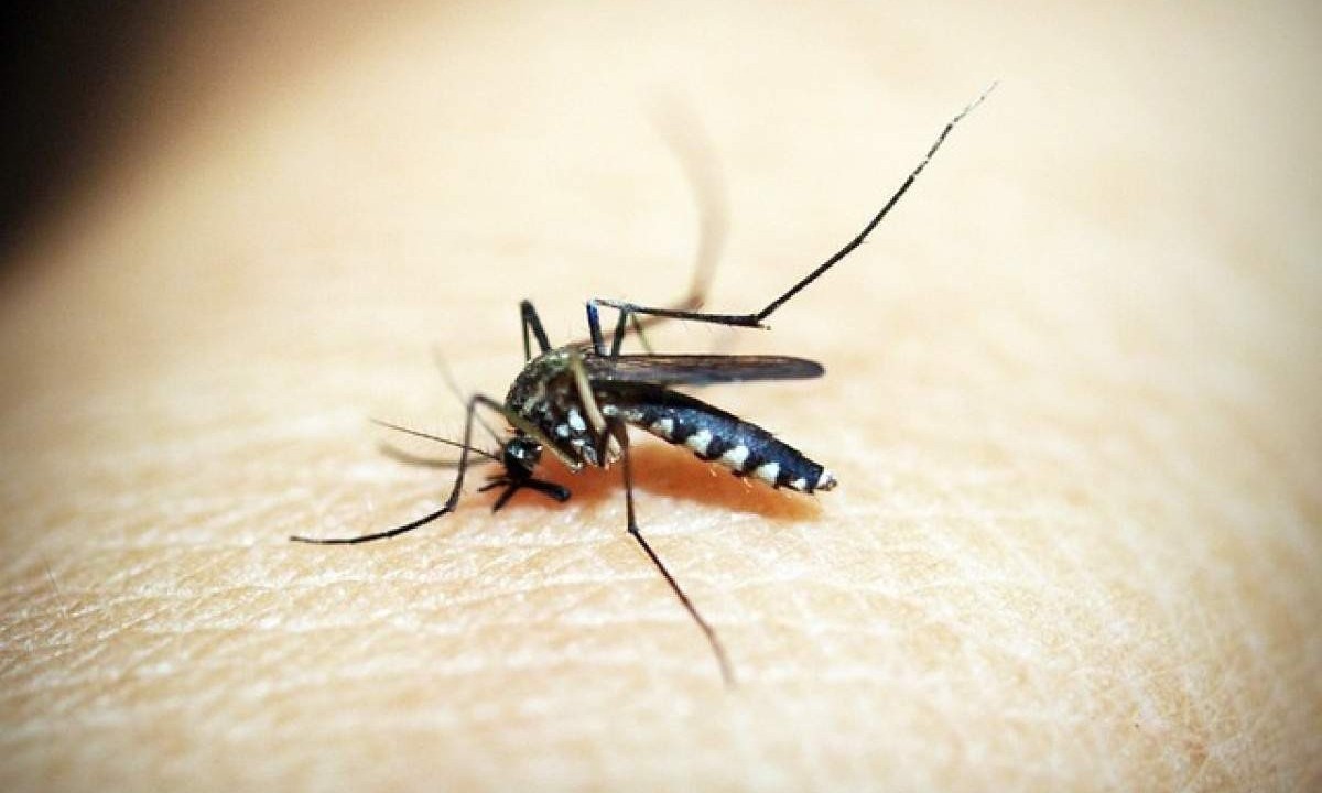 Aedes aegypti: dengue também apresenta forma longa -  (crédito: 41330/Pixabay)
