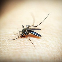 Ministério da Saúde amplia vacinação da dengue com doses prestes a vencer - 41330/Pixabay