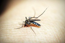 Dengue em Minas: estado bate recorde de mortes por dengue