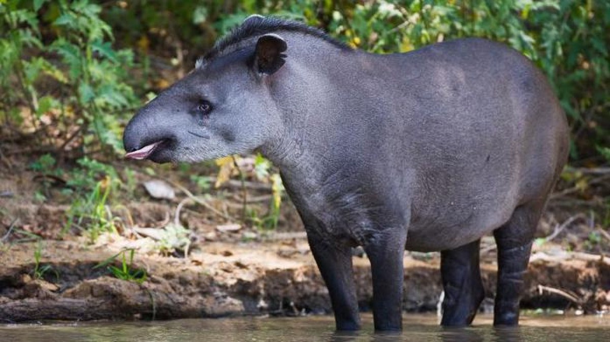 'Em busca da anta perdida': a expedição que 'reencontrou' animal considerado extinto da Caatinga