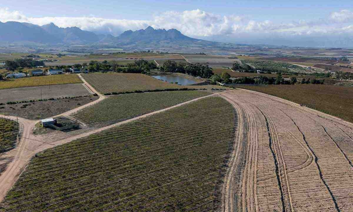 Com o aquecimento global, os produtores de vinho estão repensando seus métodos
 -  (crédito: Wikus de Wet / AFP)