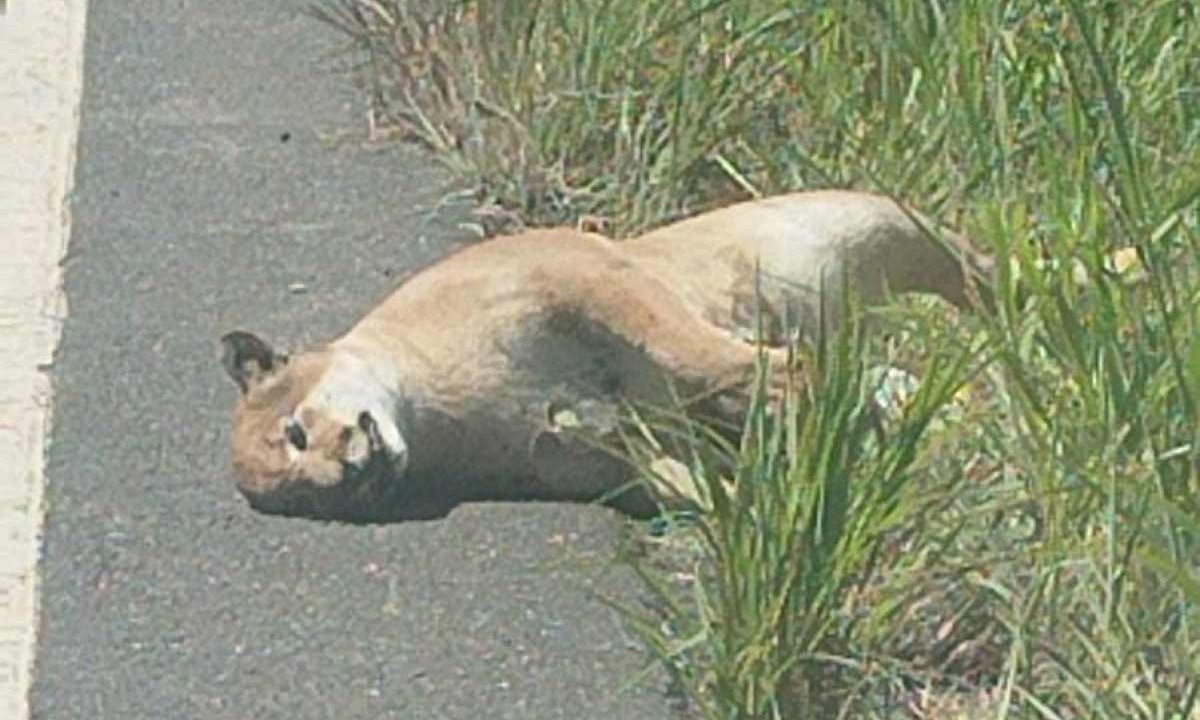 Animal estava na zona rural de Mirabela, no Norte de Minas -  (crédito: Reprodu&ccedil;&atilde;o/Redes Sociais)