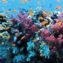 Sistema de coral brasileiro é um dos maiores do mundo; conheça! - Imagem de Lisa por Pixabay