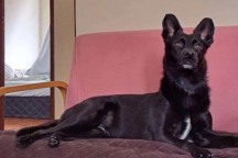 BH: cachorra que fugiu de clínica veterinária continua desaparecida