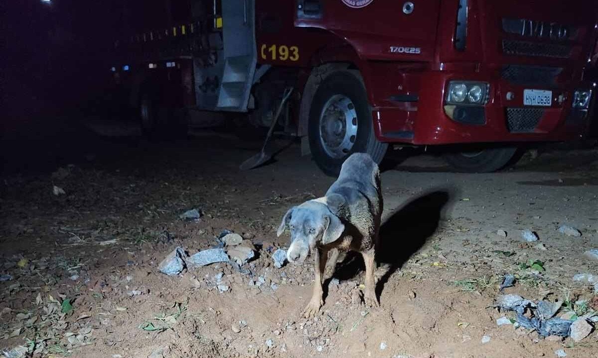 Cadela resgatada pelos bombeiros -  (crédito: CBMMG/Divulgação)