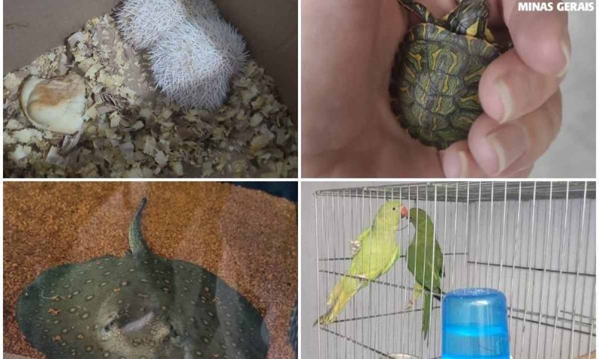 Animais foram encontrados e recolhidos pela Polícia Civil -  (crédito: PCMG/Divulgação)