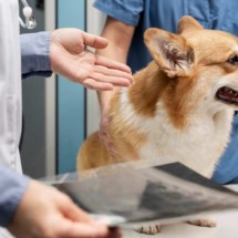 De olho na saúde: como identificar problemas urinários nos pets? - Freepik
