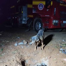 Vídeo mostra cadela e quatro filhotes sendo resgatados de manilha - CBMMG/Divulgação