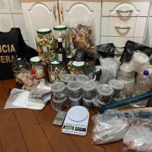 Operação contra a venda de cogumelos alucinógenos cumpre mandados em BH - PF/Divulgação