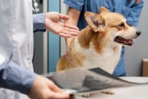 De olho na saúde: como identificar problemas urinários nos pets?
