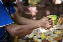 Menos renda, mais trabalho infantil: os efeitos devastadores da crise do cacau no sul da Bahia ao longo de gerações