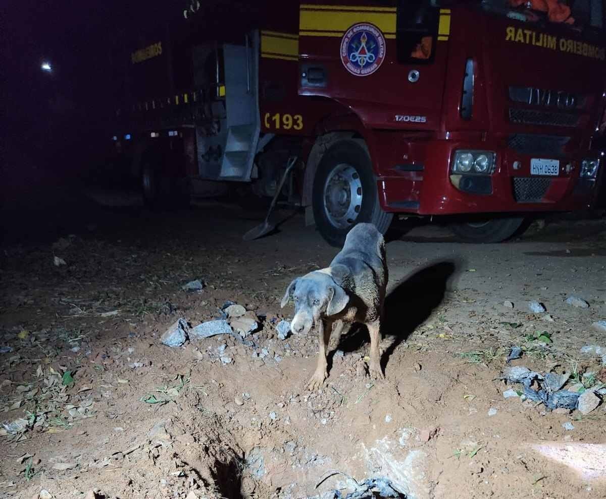 Vídeo mostra cadela e quatro filhotes sendo resgatados de manilha