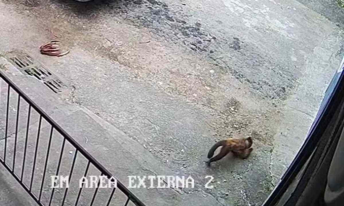 macaco foge do BioParque e ‘invade’ presídio -  (crédito: Reprodução/Dailymotion)