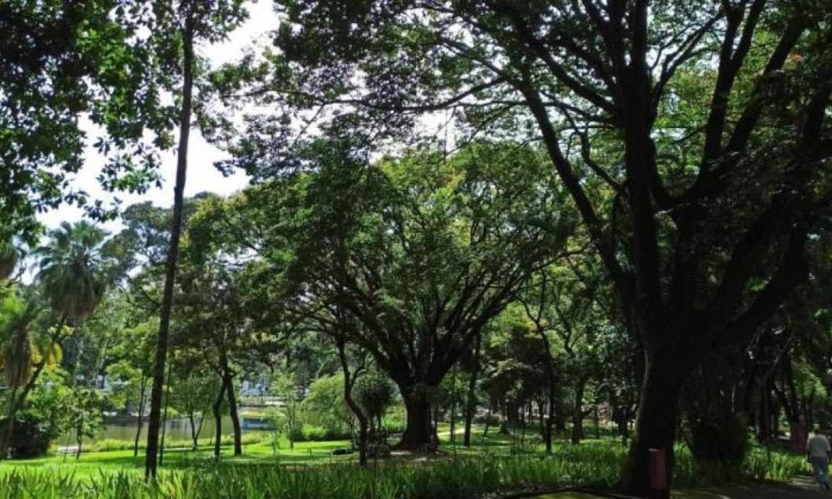 Bh Parque Municipal Recebe Espécie De árvore Ameaçada De Extinção Bh Parque Municipal Recebe Espécie De árvore Ameaçada De Extinção