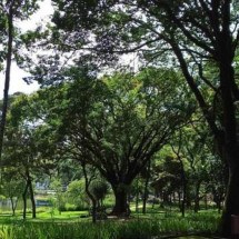 BH: Parque Municipal recebe espécie de árvore ameaçada de extinção - Suziane Brugnara/PBH