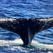 Jubartes começam a chegar e São Sebastião inicia ativação da temporada de baleias - Uai Turismo