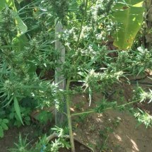 Plantação de maconha é encontrada em região seca no Norte de Minas - PM/divulgação