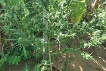 Plantação de maconha é encontrada em região seca no Norte de Minas