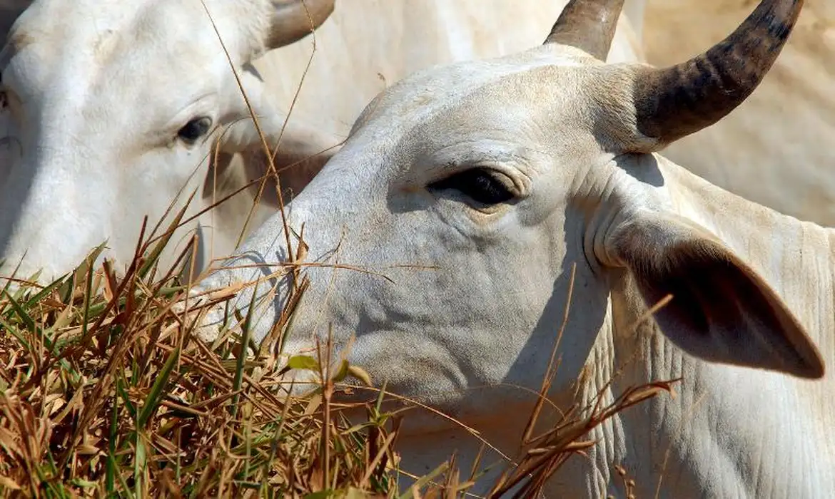 Brasil regula abate e processamento de animais para mercado religioso -  (crédito: EBC)